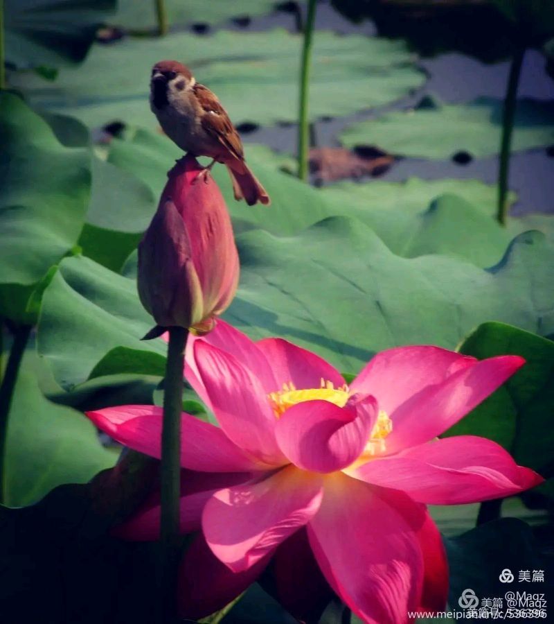 欣赏谢远钟老师七绝.探荷（图3）