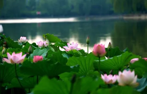 欣赏谢远钟老师七绝.探荷（图4）