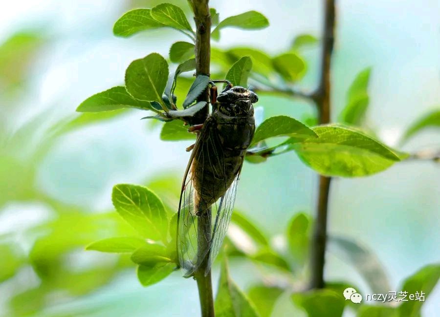 在绿叶上文/林水火（福建）（图3）