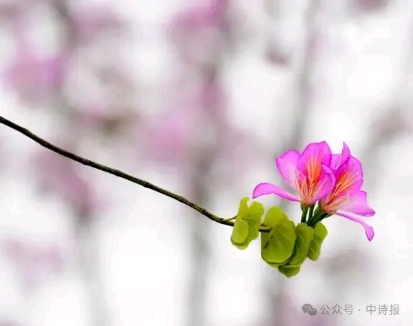 郝秀建的《致诗词歌舞健身群群友》