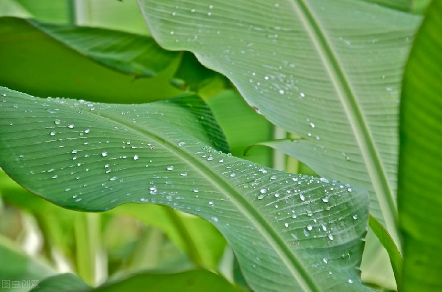 《 香囊 》文 / 张凤玲 诵 / 老菩提（图6）