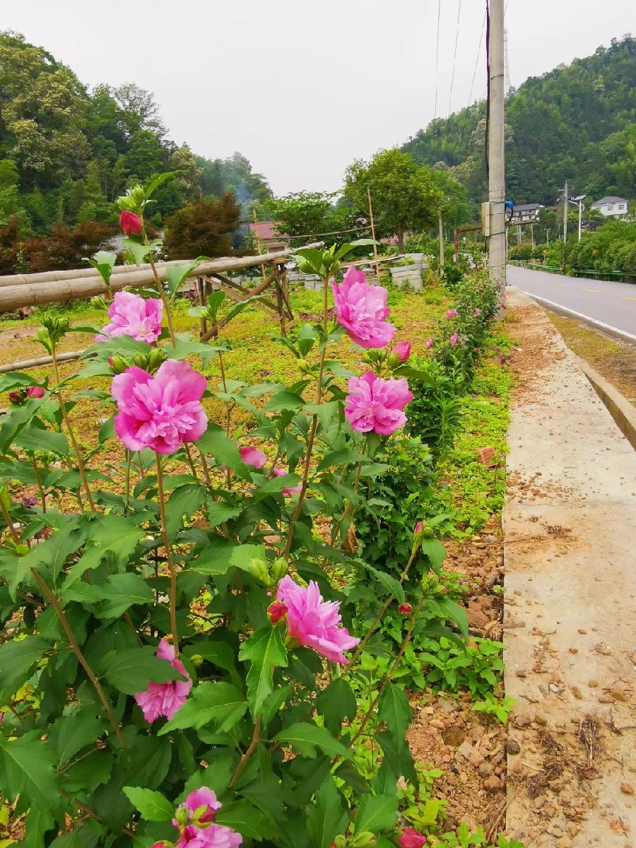 木槿花开（文/许碧霞）……莲叶之珠文学社