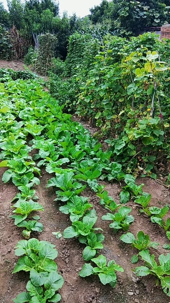甲辰龙年繁春诗一组（十五首）作者/祁秀荣（图6）