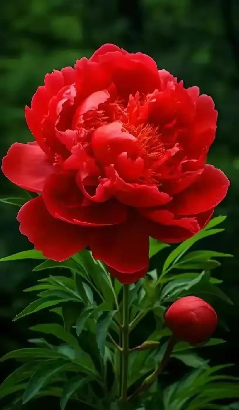 【北京头条】分享刘考令《莲花落 处世经》请欣赏（图9）
