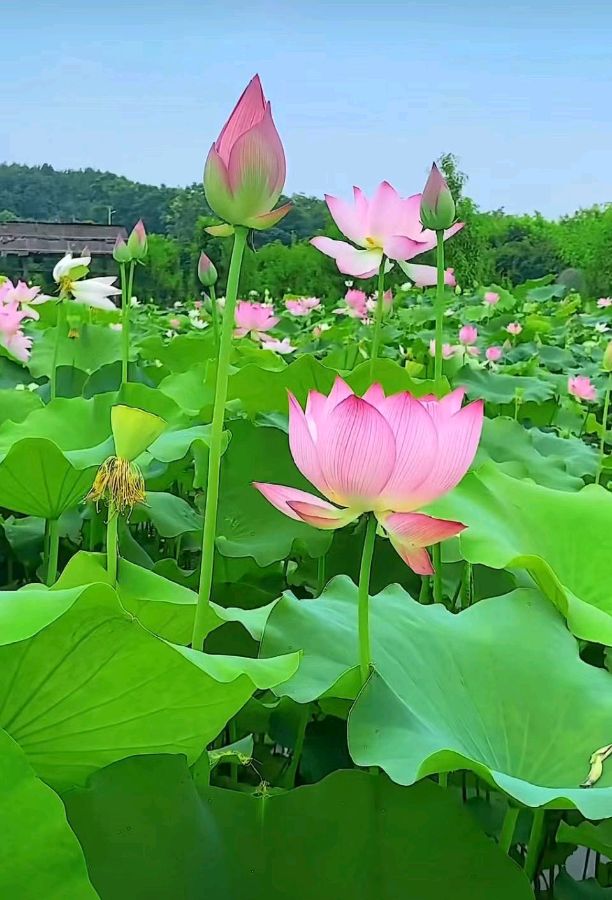【诗生活】古韵飘香 140 期‖每周题图（图14）