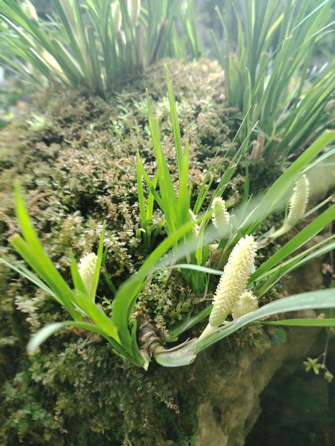 甲辰端午（图2）