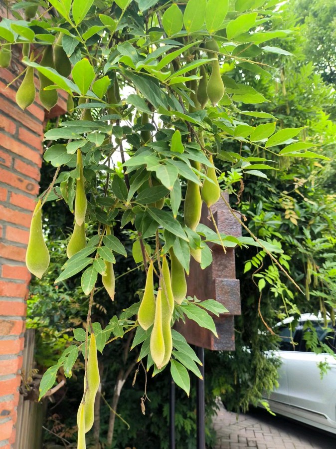 【荣耀中国】农家院随吟 (一) (现代诗) 万菊芳（图12）