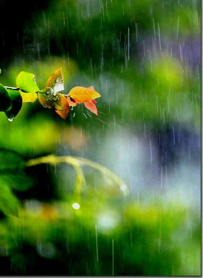 【侃篱笙文媒】连日降雨文/武可强（山东临沂）（图2）