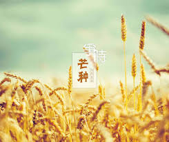 【海外诗译】精品双语朗诵《芒种小诗三首》作者｜郑相豪、英译｜中权、审译&朗诵｜薇薇（图6）