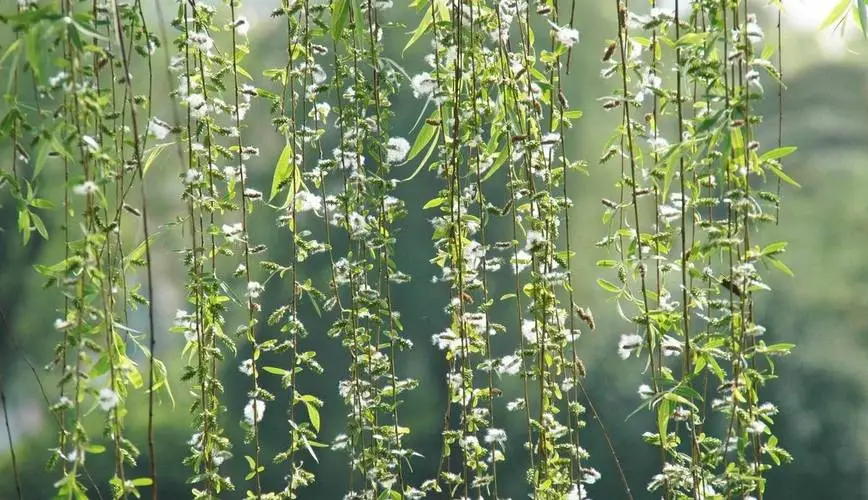 【中华美文推荐（点评）】我爱这多情的小院 文/高建文