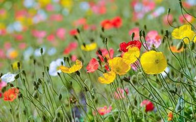 七律·赏物感时（文/冯清明）……莲叶之珠文学社（图3）