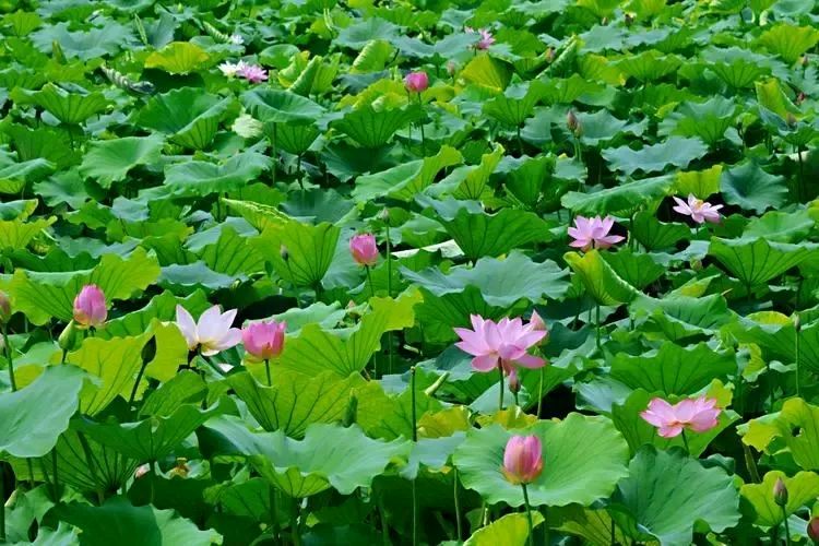 【神州源流诗苑】第1188期佳词《都市头条》周刊