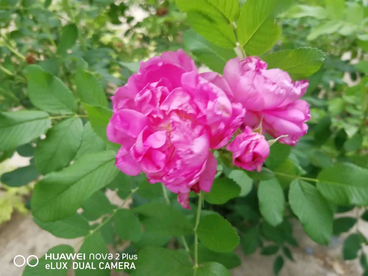 （荣耀中国）题沈院长《瓶花》图 凌智捷 一（图2）