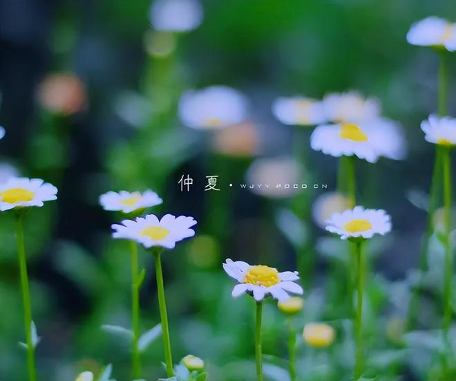 石家庄市藁城区诗词协会同题诗第四十八期《仲夏抒怀》（图4）