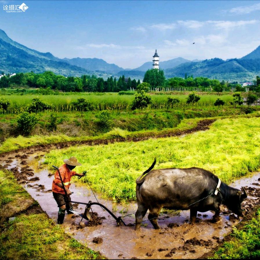 【荣耀中国】百年大旱（一）草田（山西临汾）（图5）