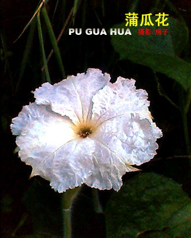 【荣耀中国】七律·蒲瓜花作者/薛有毅（山西榆次）（图2）