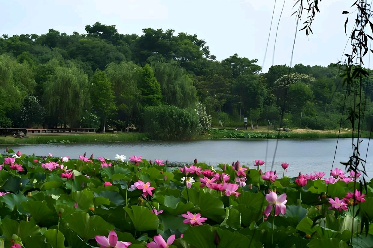 聆听 ‖ 蕙质兰心朗诵《如果》作者/任学路（图10）