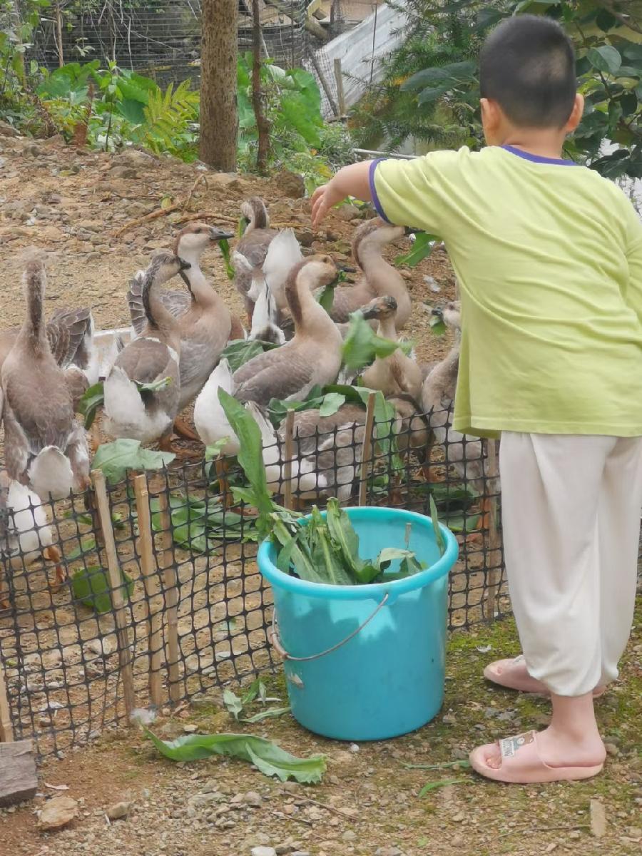 稚童与鹅（文/许碧霞）……莲叶之珠文学社（图3）