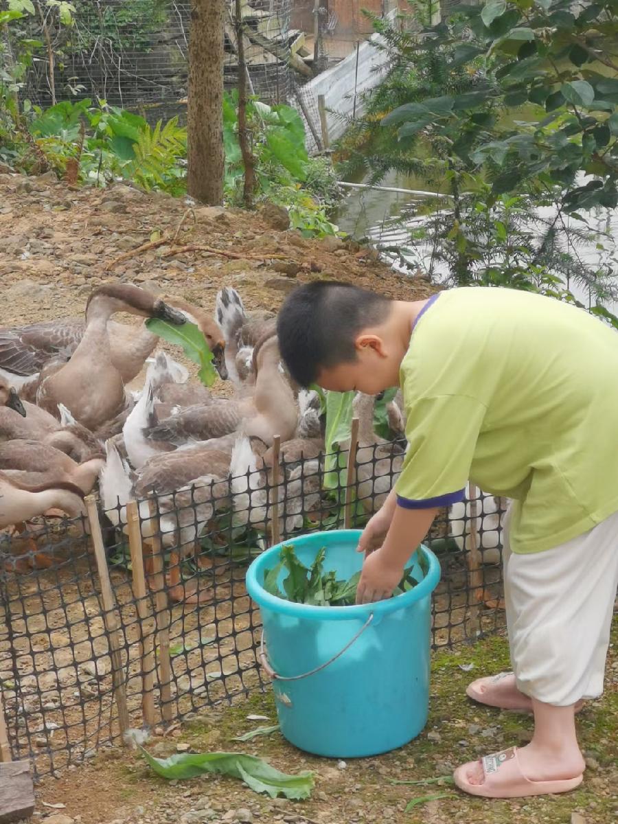 稚童与鹅（文/许碧霞）……莲叶之珠文学社