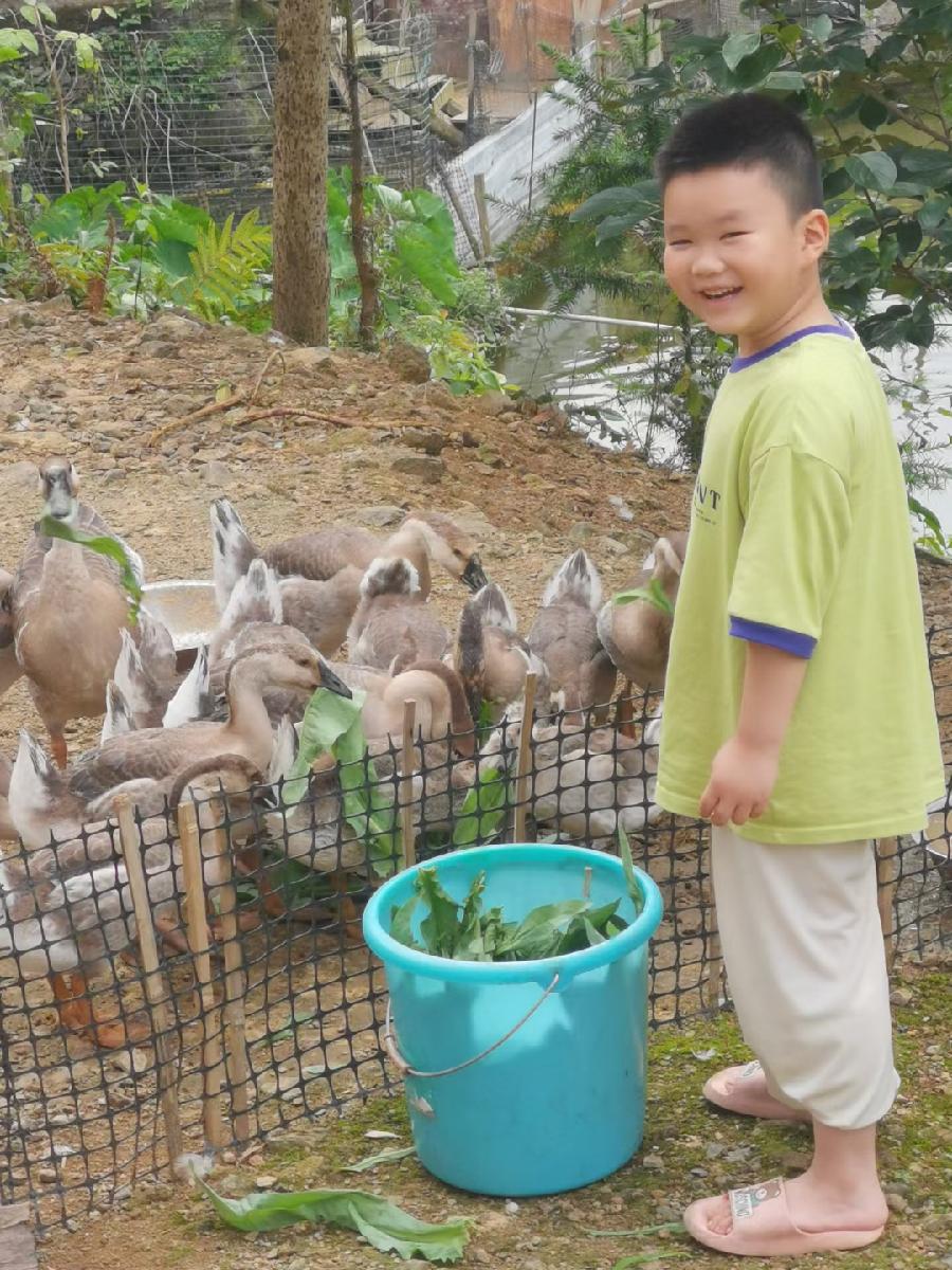 稚童与鹅（文/许碧霞）……莲叶之珠文学社（图4）