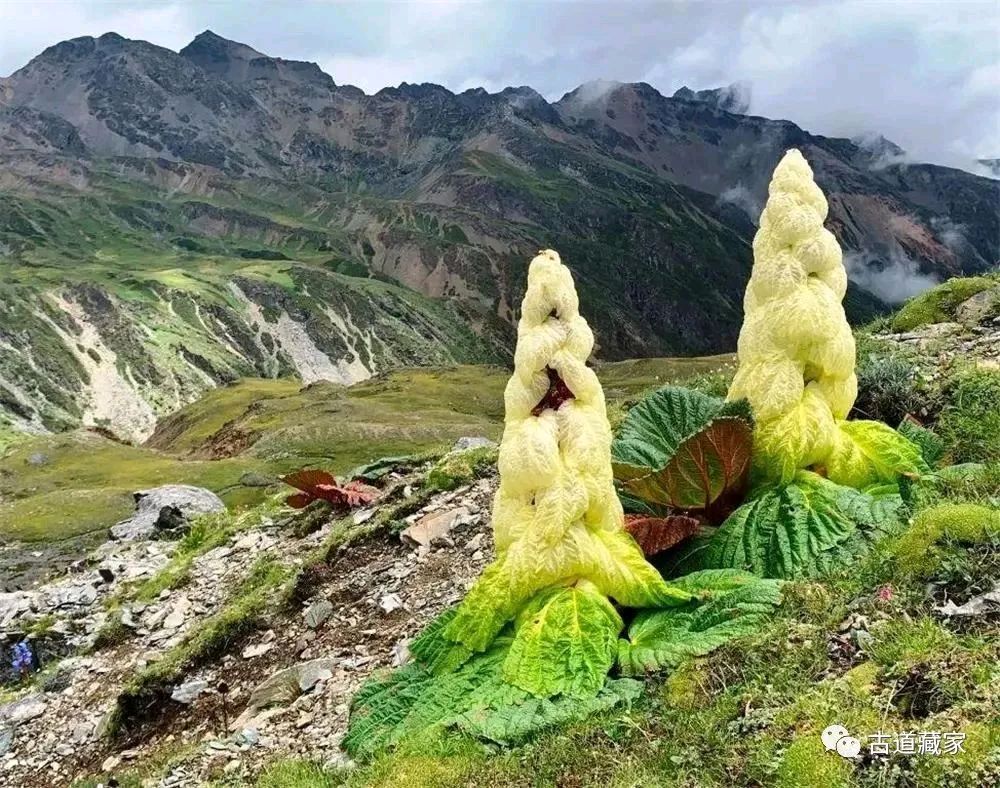 …西…藏，塔…黄…赞！… 文／王铁忠（图4）