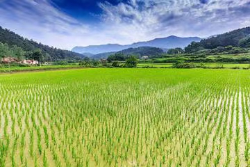 点绛唇·仲夏农事（文/冯清明）……莲叶之珠文学社