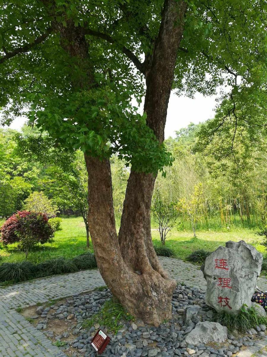 【中华美诗赏析】几十年,我和她各有所诗(组诗)文/黄影(图3)