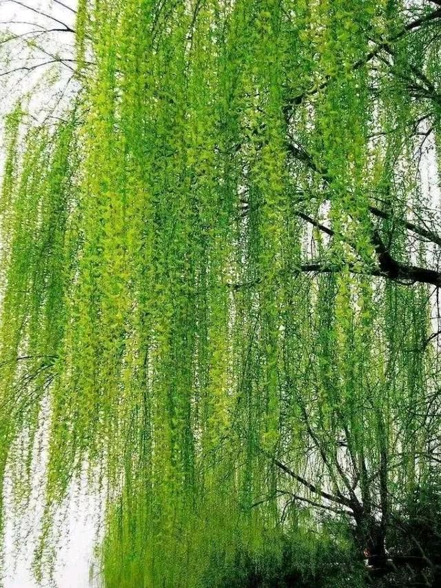 《许峰诗歌研究院》社长、总编强力推荐同题诗《垂柳》展播【总第118期】（图16）