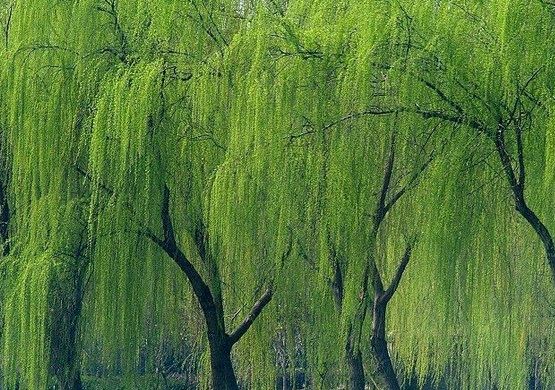 《许峰诗歌研究院》社长、总编强力推荐同题诗《垂柳》展播【总第118期】（图23）