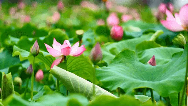 【枫雅汇看图约诗】诗人陈江《271期》(晨荷)(图8)