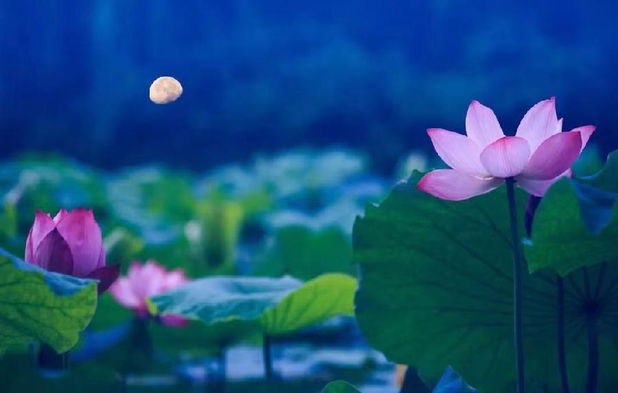 七律-月下荷塘～诗||雅轩琴韵（图10）