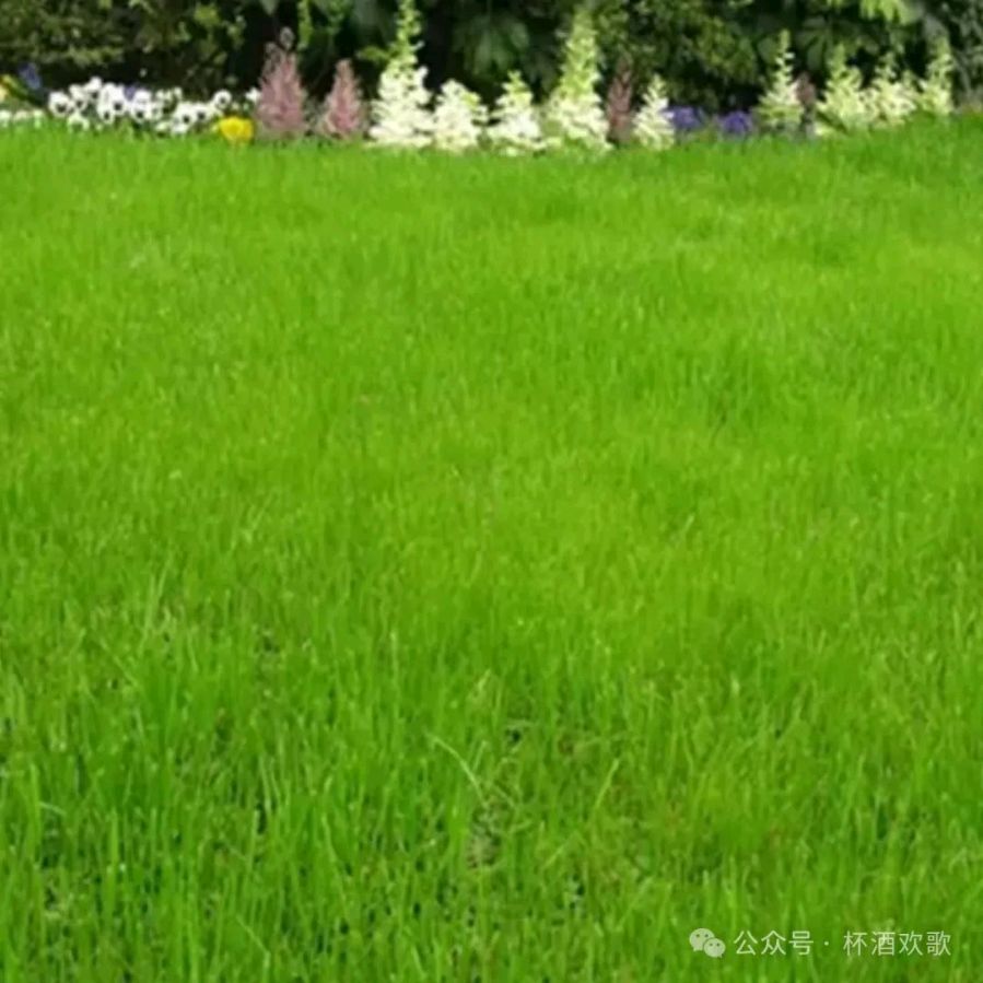 古风《及时雨》文/杨子钦（图3）