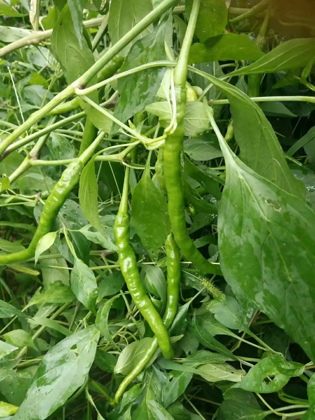 七律-夏至～诗||刘瑞宝（图9）