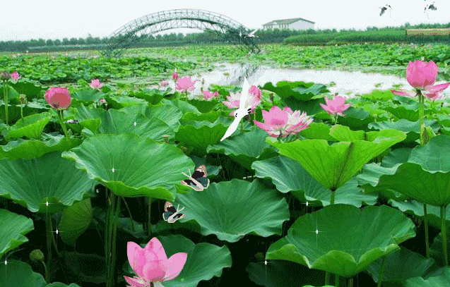 【神都诗社】龙门诗苑第015期《夏荷》（图8）
