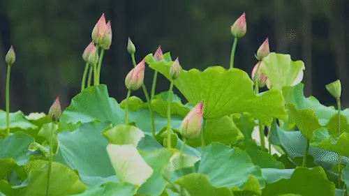 【神都诗社】龙门诗苑第015期《夏荷》(图18)