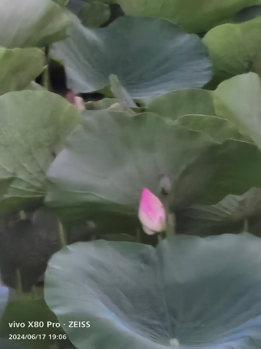 传统中医理疗与神经导能疗法的区别（文/孙述考）/导能疗法显神效 孝女妙手感苍天（文/王保江）……莲叶之珠文学社（图3）