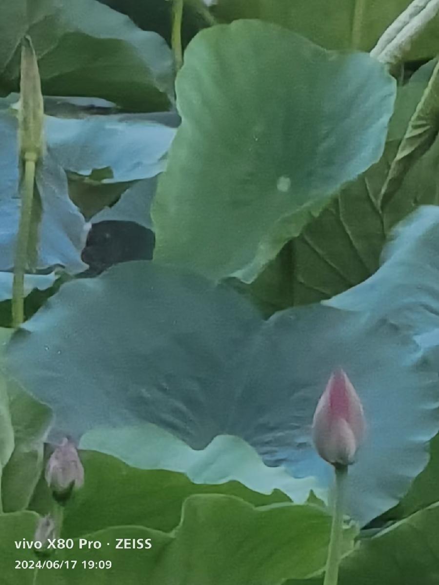 传统中医理疗与神经导能疗法的区别（文/孙述考）/导能疗法显神效 孝女妙手感苍天（文/王保江）……莲叶之珠文学社（图5）