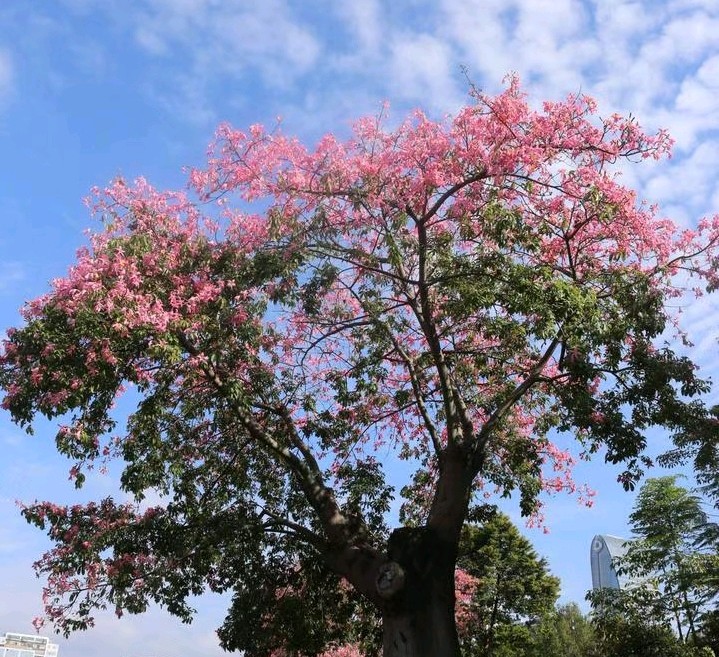 《一颗开花的树》