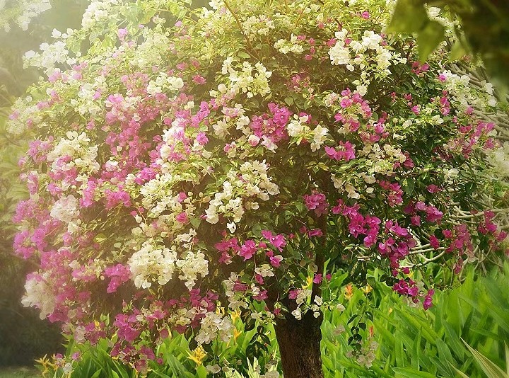 《一颗开花的树》（图3）