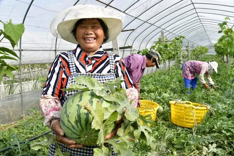 东方书剑的《【仙吕•一半儿】瓜农（新韵）》