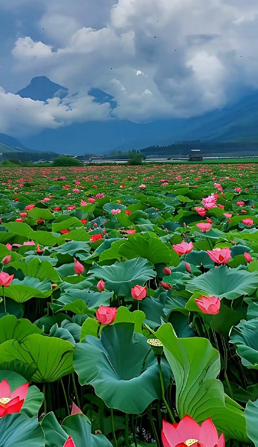 七律-夏至吟怀（组合）诗||于兴庆（图20）