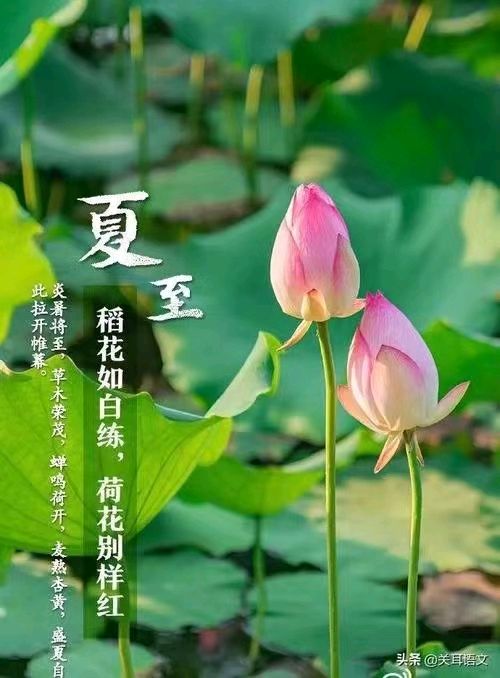 【都市文坛撷英】河渎神 拜佛（温庭钧体）文/虞慧（江西）（图5）