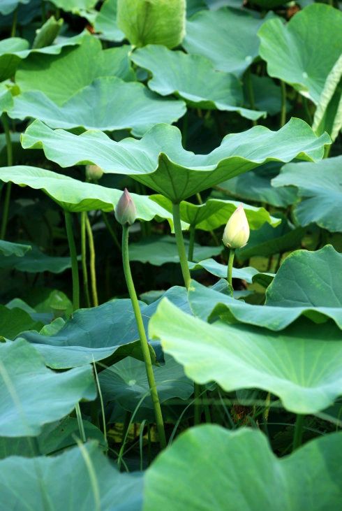 【荣耀中国】 夏至文／杨志 齐齐哈尔（图4）