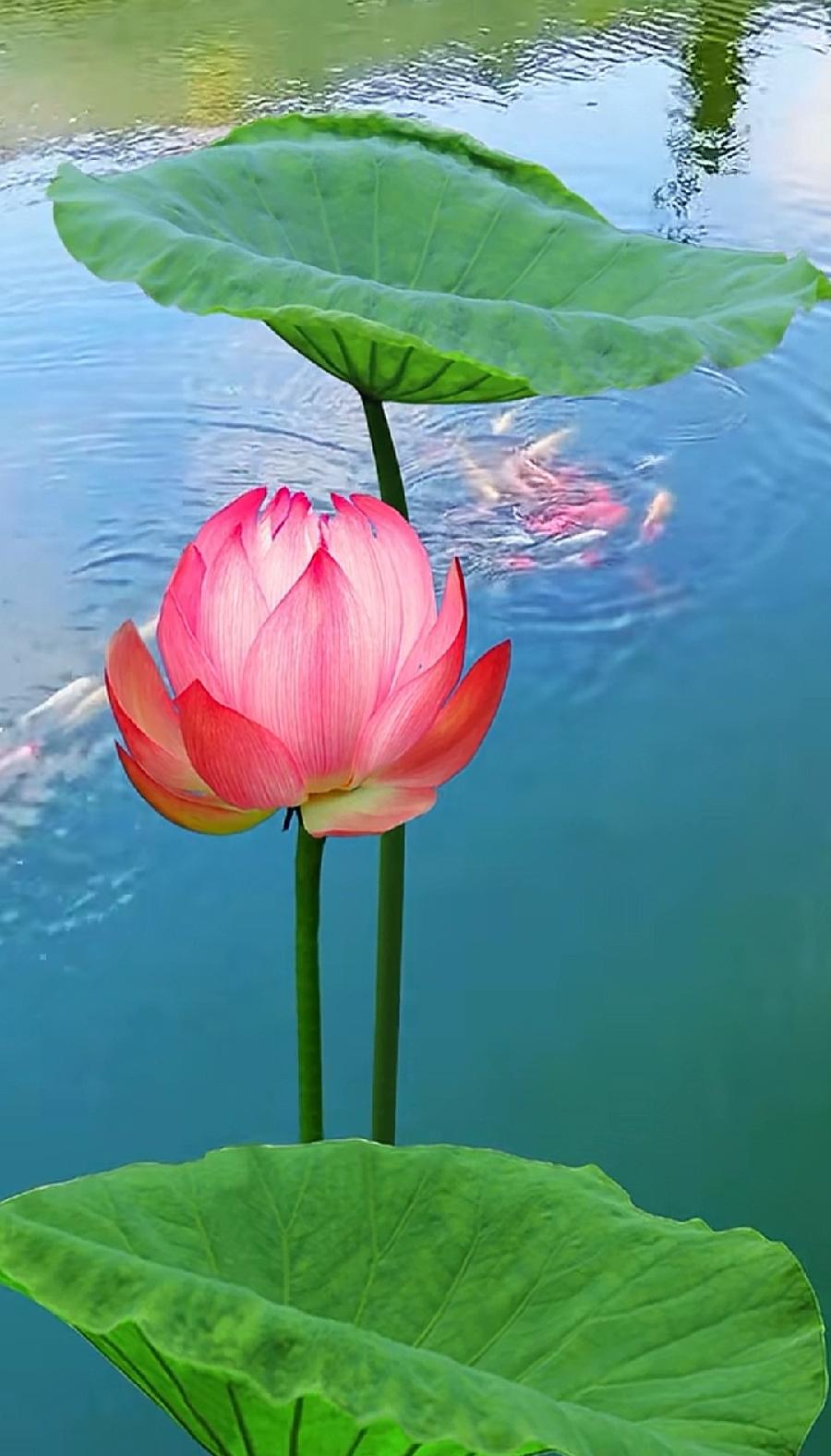 夏至吟～诗||李耀文（图9）