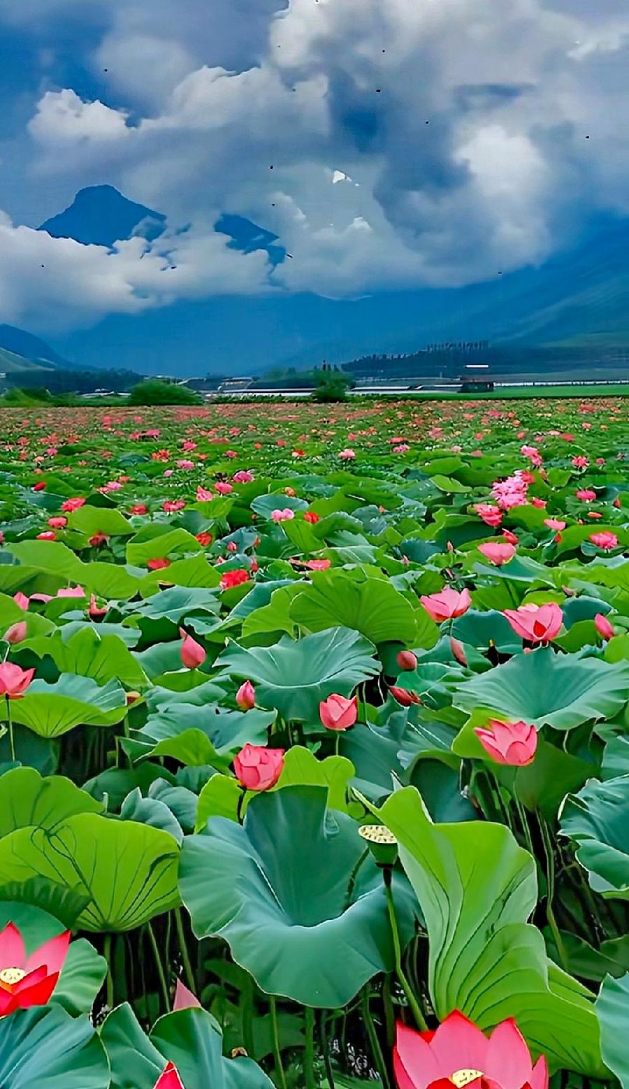 夏至吟～诗||李耀文（图14）