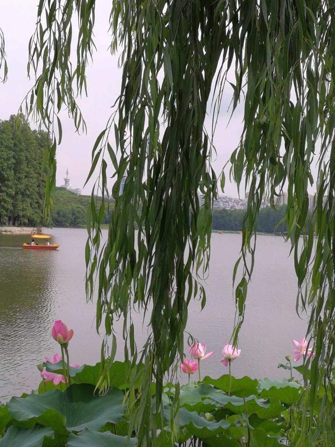 新荷叶.东湖赏景（黄裳体）六月牛