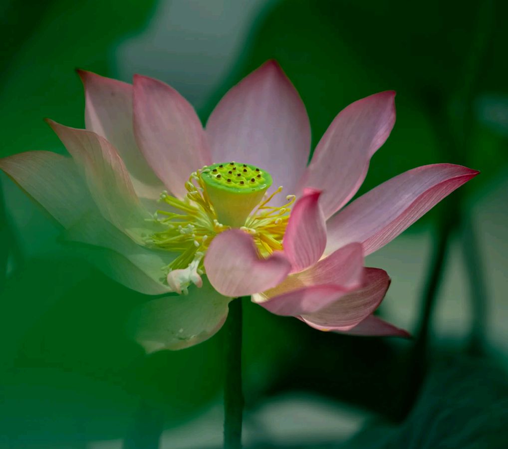 浔阳（图2）