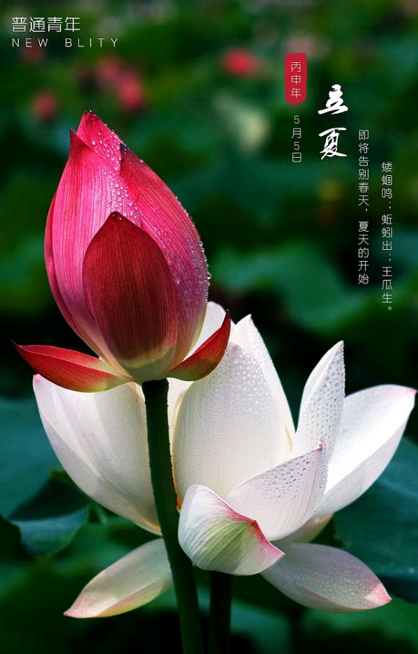 《九江文学社：北京头条》《甲辰夏至节气》专刊（图23）