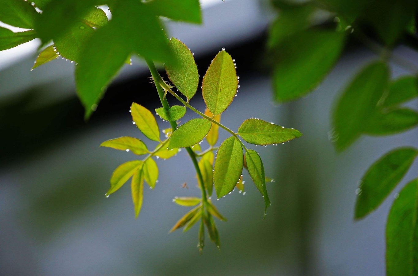 【新诗大观】昨晚又是骤雨||文/张道发（图3）