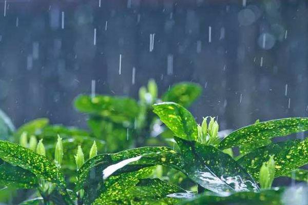 【新诗大观】雨（诗三首）||文/景立英（图2）